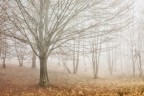 FOGGY VISION