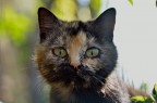 Miao