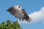 Volo