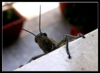 Macro