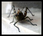 Macro 2