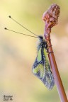 Libelloides