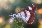 Limentis reducta