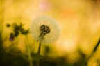 Canon 70D, Zenit Helios 44-2 58mm f/2.0, 1/500 f/1.4, ISO 100, mano libera.
