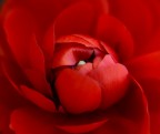 Nel rosso