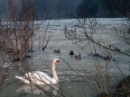 Fauna torrente Arda