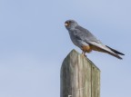 Falco Cuculo