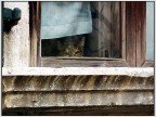 Mi  semblato di vedele un gatto?