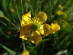 Il sole in un fiore