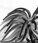 tentacular