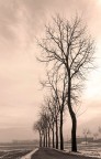 alberi