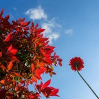 Primavera