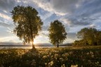 The light of spring