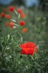 Un petalo rosso, un'ala di fuoco
un soffio di vento che sposta le nubi
un verde che sboccia dal buio..
ed  Primavera 
Rosanna