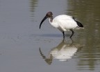 Ibis sacro