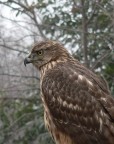 rapace