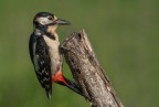 picchio rosso maggiore maschio