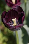 Parco Sigurt  tulipani 1
