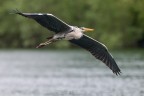 Airone Cenerino
Ardea cinerea (Linnaeus, 1758)
Grey Heron

3200iso F6,3 1/2000
Lecco (lombardia) Maggio 2017