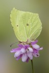 Cedronella