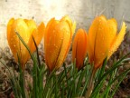 primi fiori
