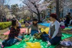 Hanami Hanami