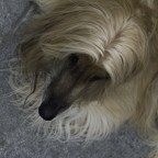 il naso