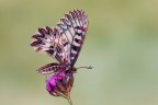 Zerynthia polyxena