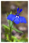 Lobelia