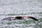 Airone Cenerino 
Ardea cinerea (Linnaeus, 1758) 
Grey Heron 
Lecco (lombardia) Maggio 2017 
1/640 iso3200 f6,3