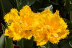 Tulipani strani