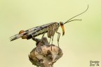 Panorpa cognata