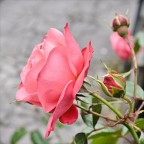 Bella come una rosa