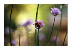 sull'erba cipollina ;/)