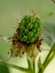 mora