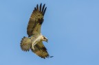 Falco pescatore