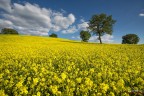 giallo primavera