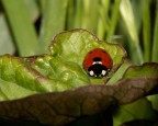 Parcheggiata