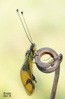Libelloides longicornis Libelloides longicornis