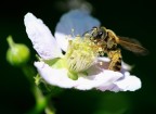 Ape su fiore di mora