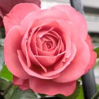 Bella come una rosa