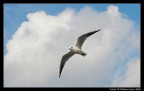 Volare