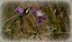 Fiori e farfalla.