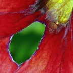 ***L'erba del vicino è sempre più verde*** ***L'erba del vicino è sempre più verde***