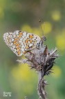 Melitaea ornata