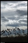 Canne al vento