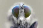 Occhi magnetici