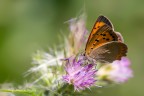 Macro