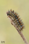 Puntaspilli