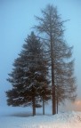 Alberi nella nebbia